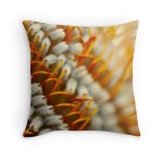 Banksia Flower // from $20