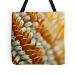 Banksia Flower // from $20
